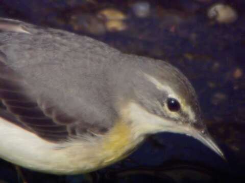 Image of Motacilla Linnaeus 1758