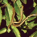Image of Link-marked Sand Snake