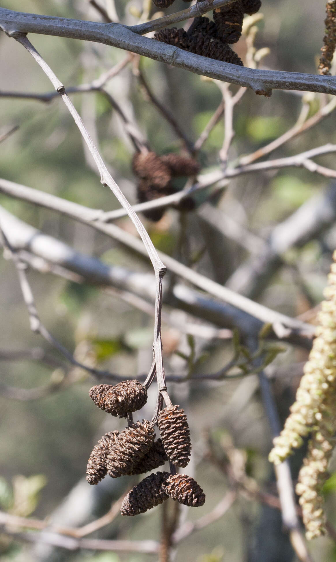 صورة Alnus acuminata Kunth