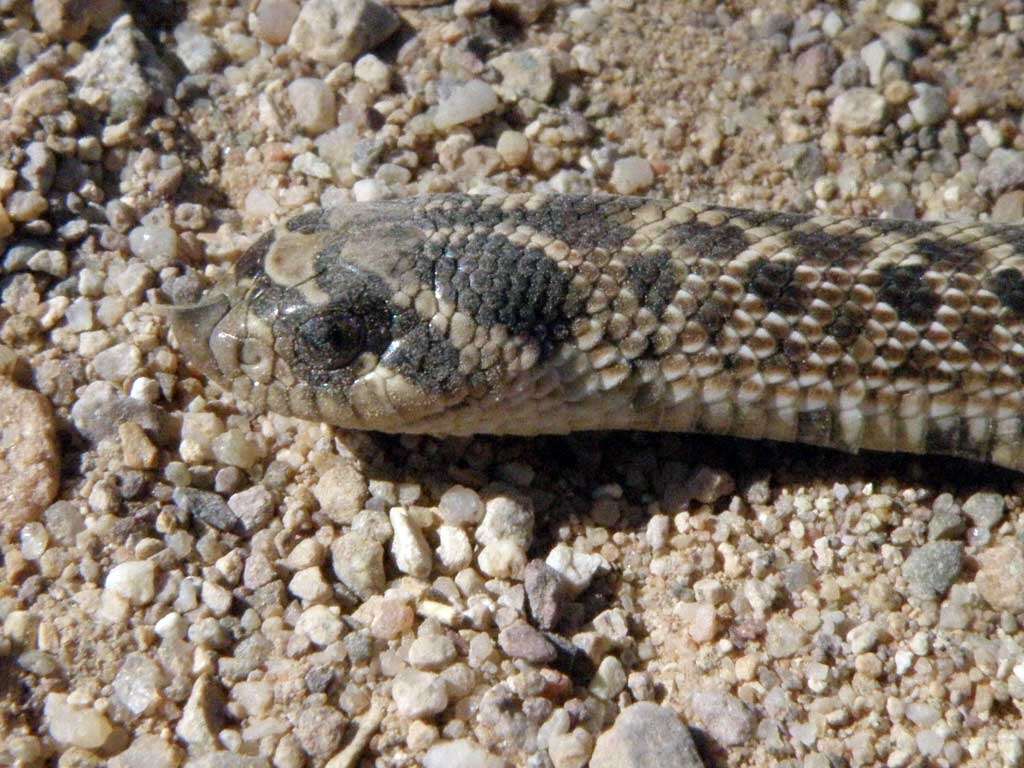 Image of Mexican hog-nose snake