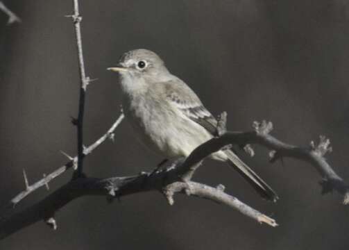 Image of American Grey Flycatcher