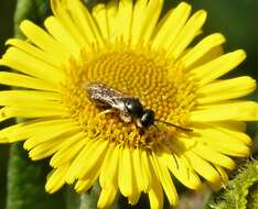 Image of Halictus tumulorum (Linnaeus 1758)