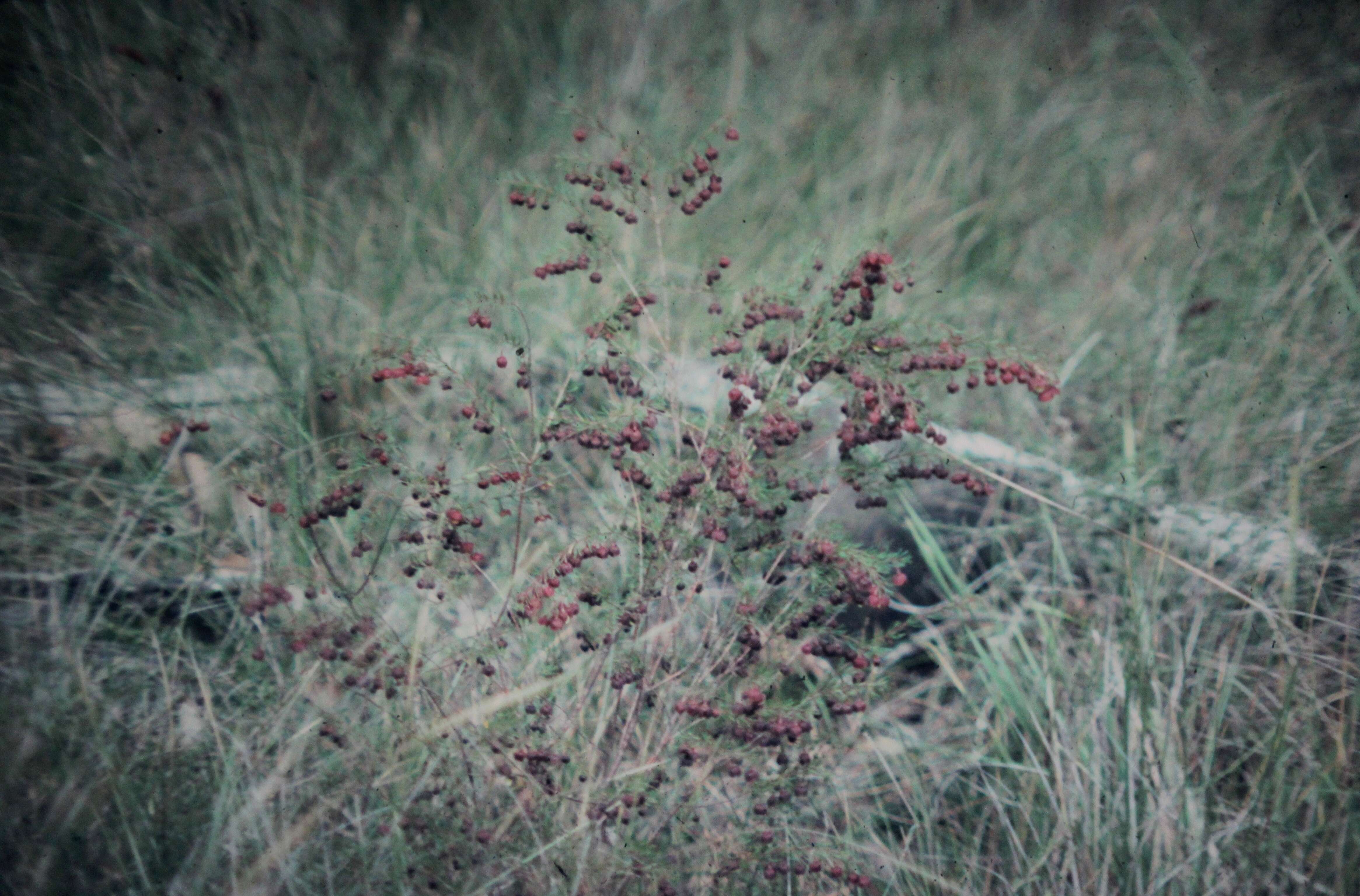 Image of sweet boronia