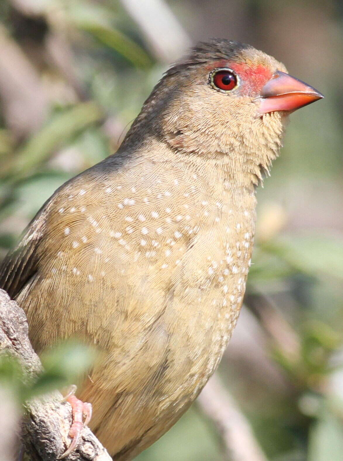 Image of Red-billed Firefinch