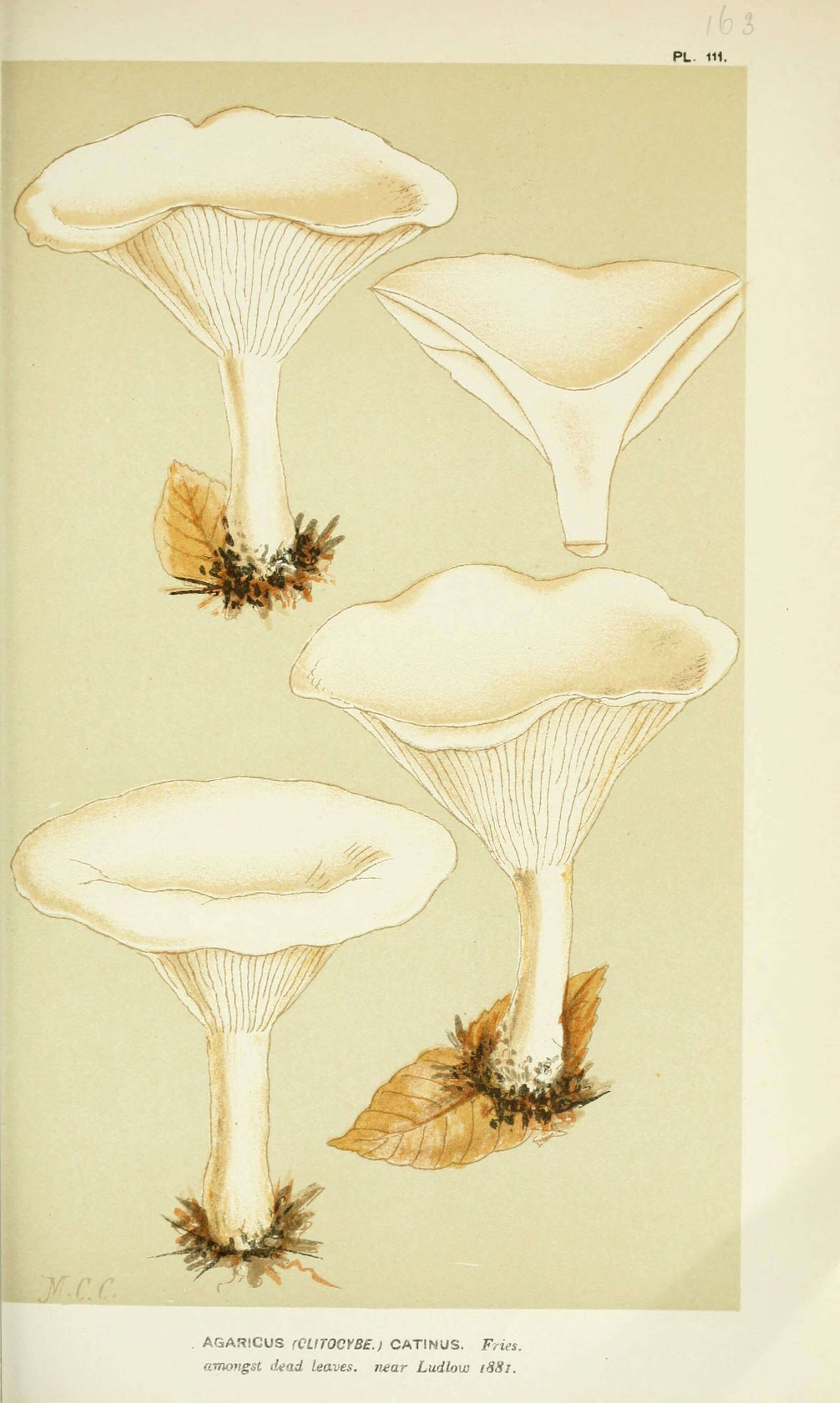 Image of Clitocybe catinus (Fr.) Quél. 1872