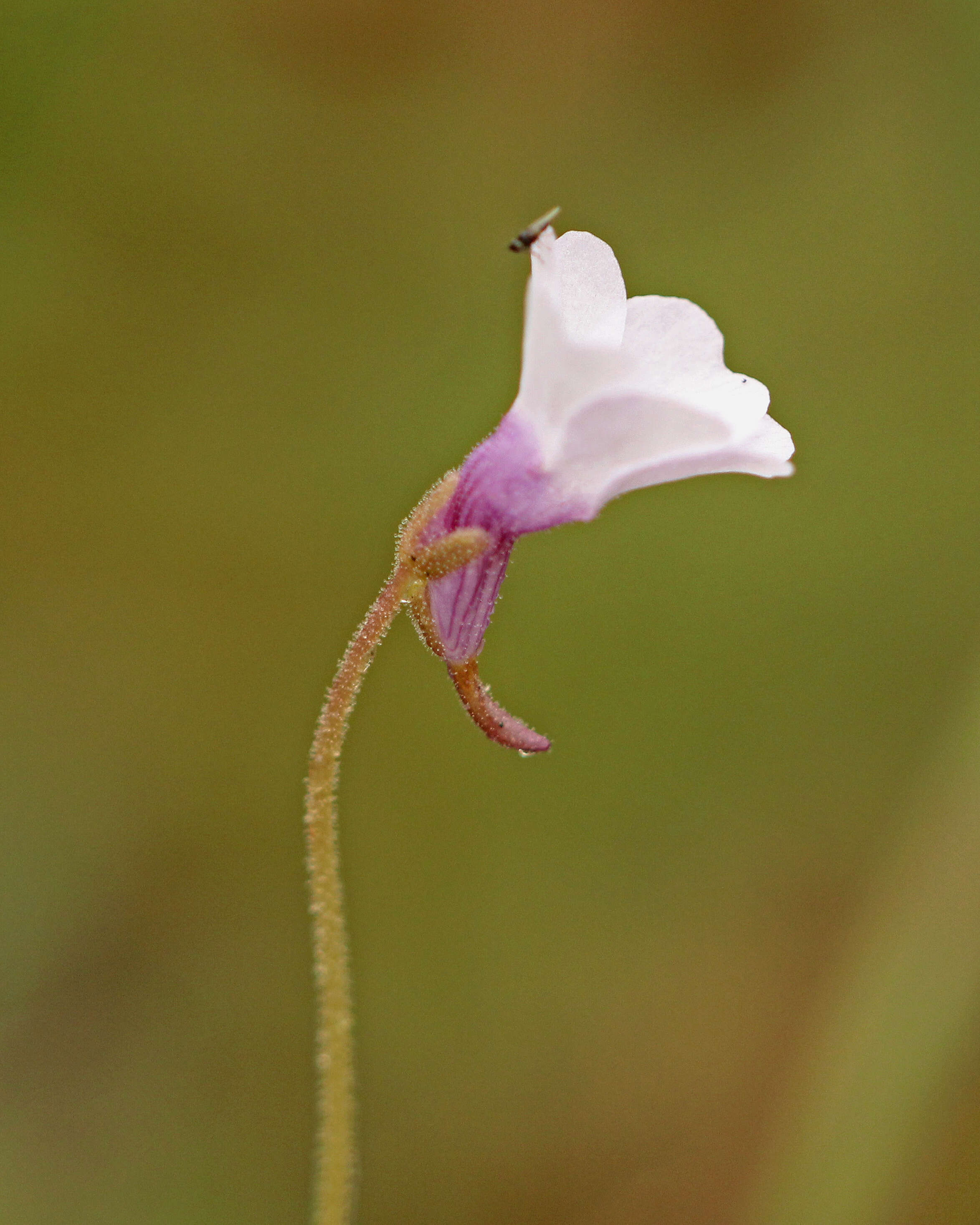 Image of small butterwort