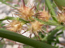 Image of sandbur