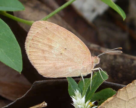 Image of Eurema