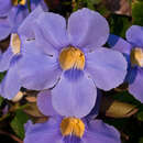 Image de Thunbergia grandiflora (Roxb. ex Rottl.) Roxb.