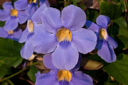 Image of thunbergia