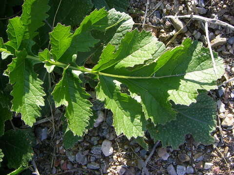 Image of Asian mustard