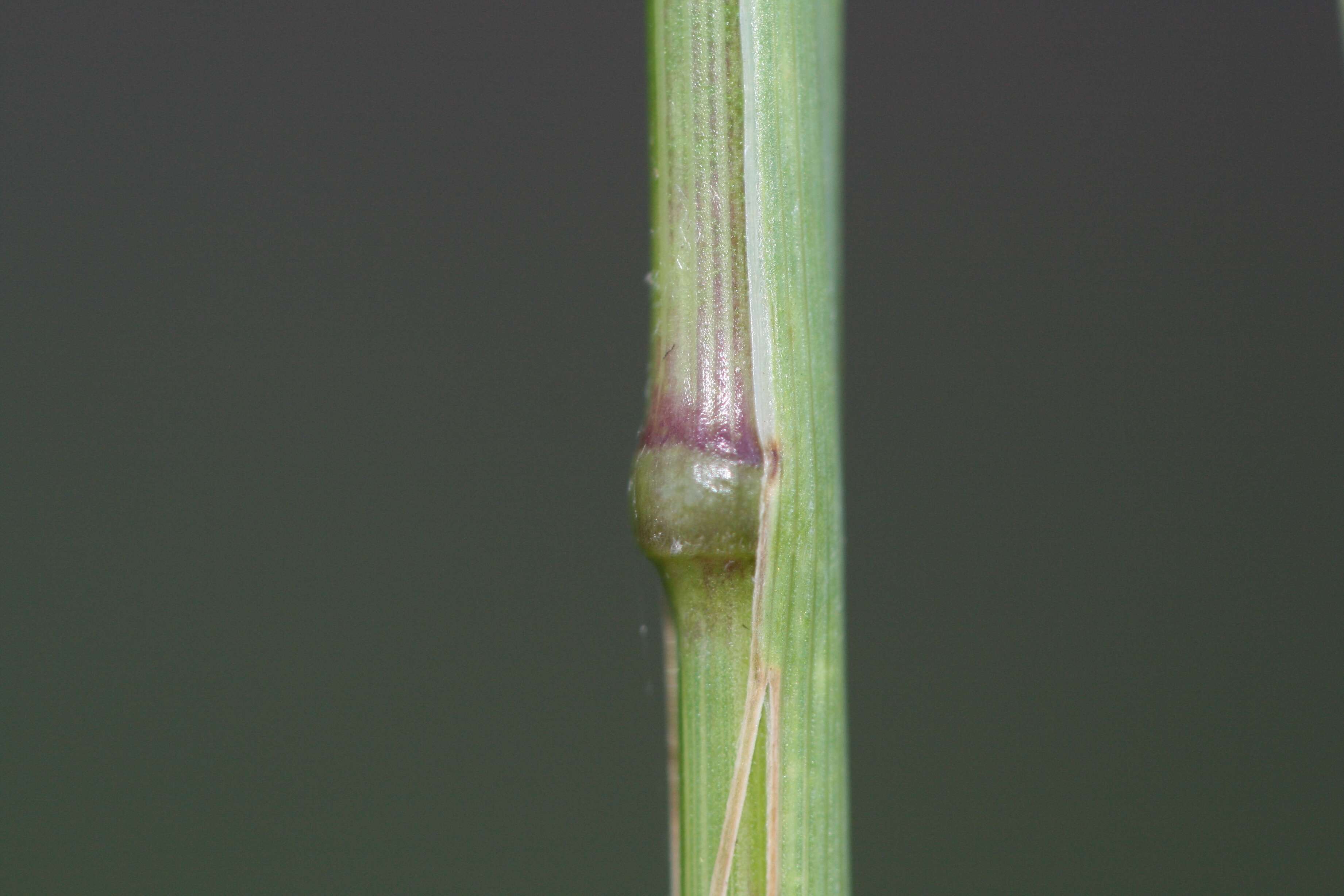 Imagem de Bromus catharticus Vahl