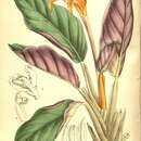Image of Goeppertia crocata (É. Morren & Joriss.) Borchs. & S. Suárez