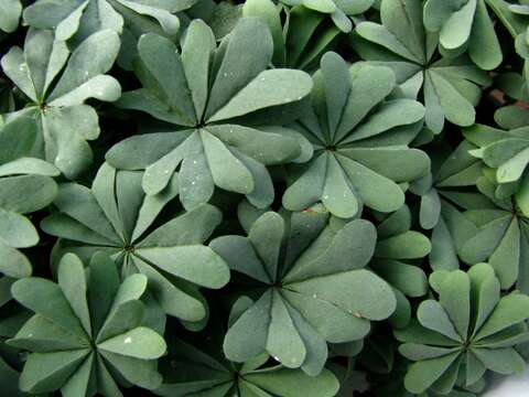 Image of Chilean Wood Sorrel