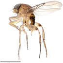Image of Scuttle fly