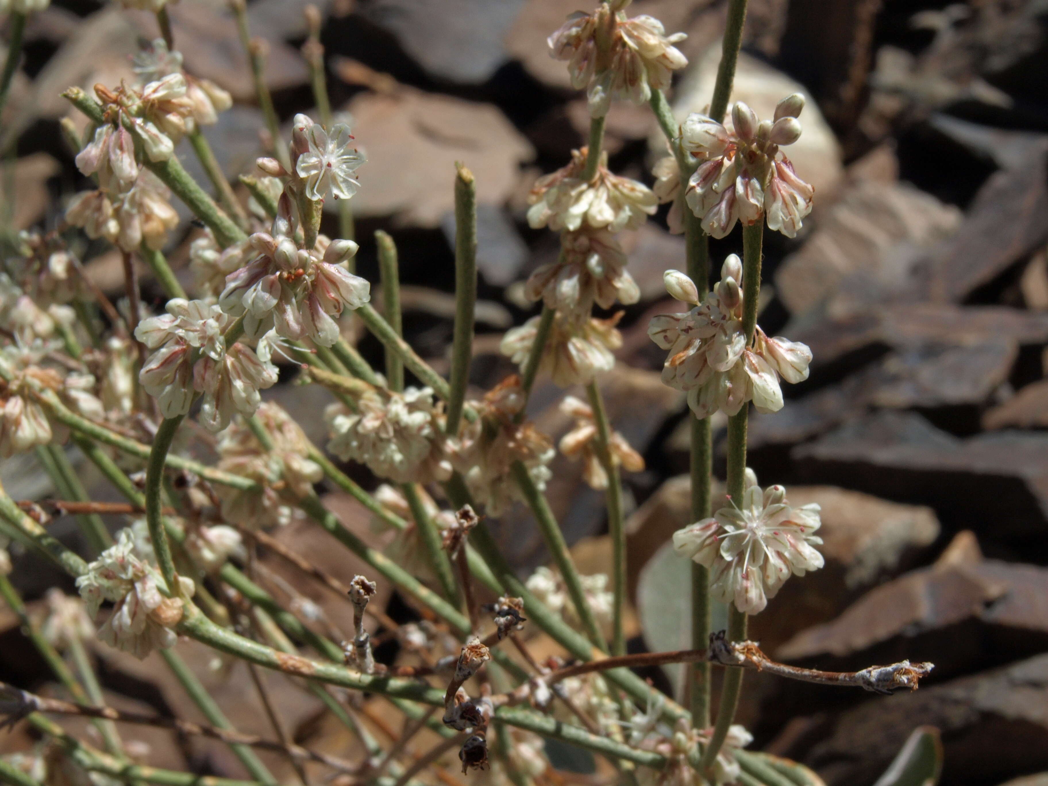 Imagem de Eriogonum rupinum Reveal