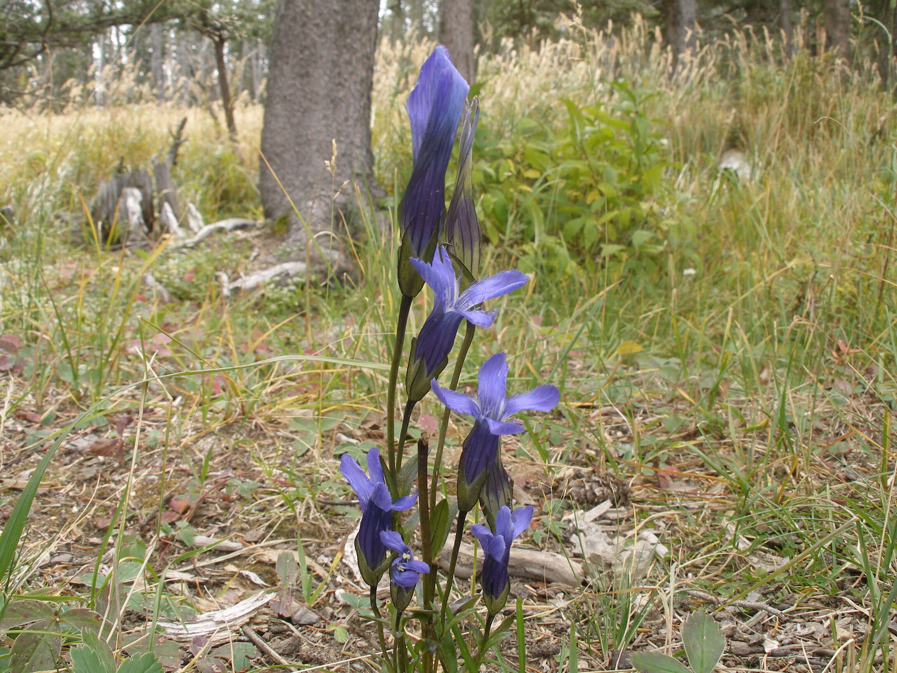 Image of Rocky Mountain Fringed-Gentian