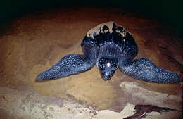 Image of Leatherback sea turtle
