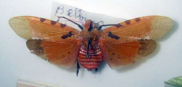 Image of Belbina