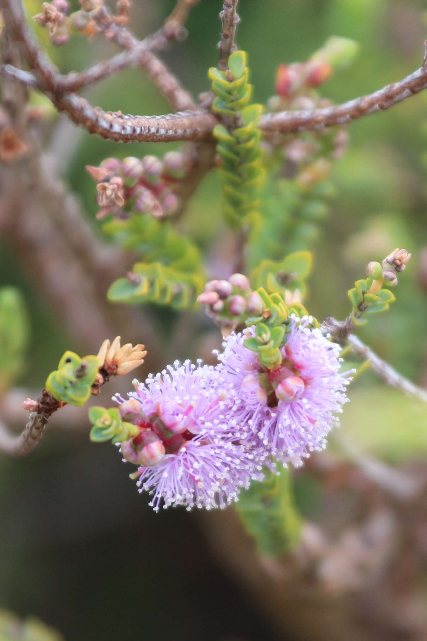 Image of Melaleuca gibbosa Labill.