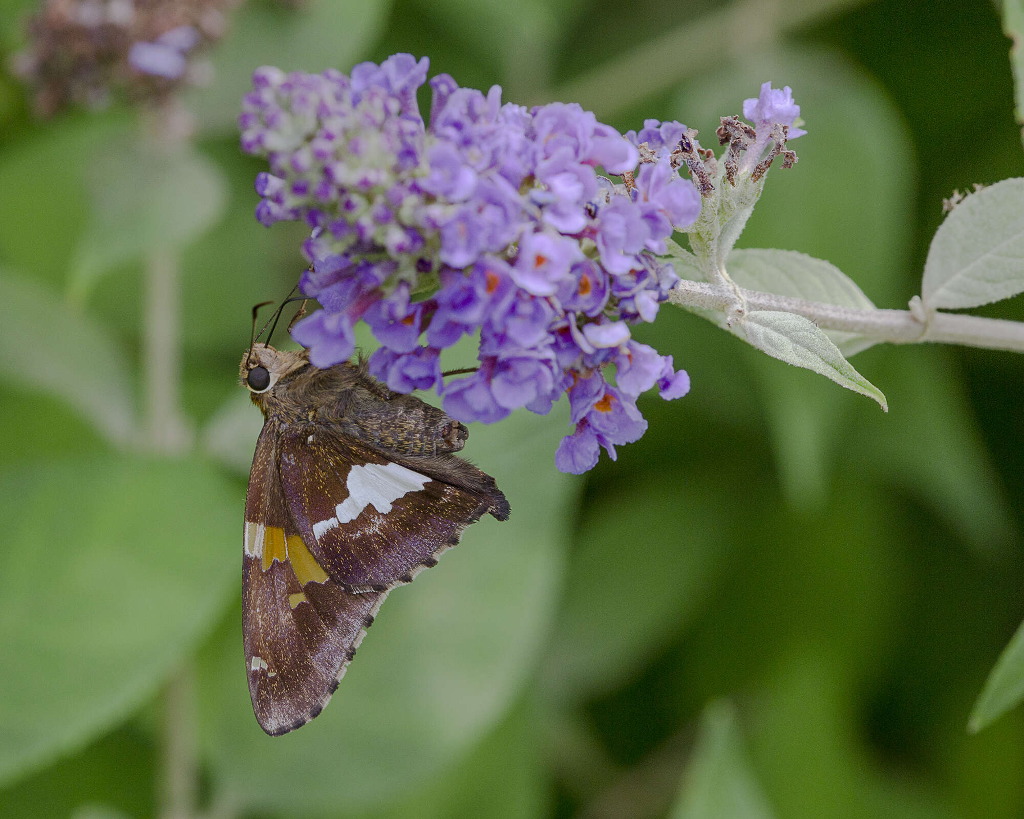 Image of Silver-spotted Skipper