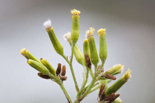 Image of burnweed