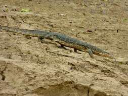 Imagem de Varanus salvator macromaculatus Deraniyagala 1944