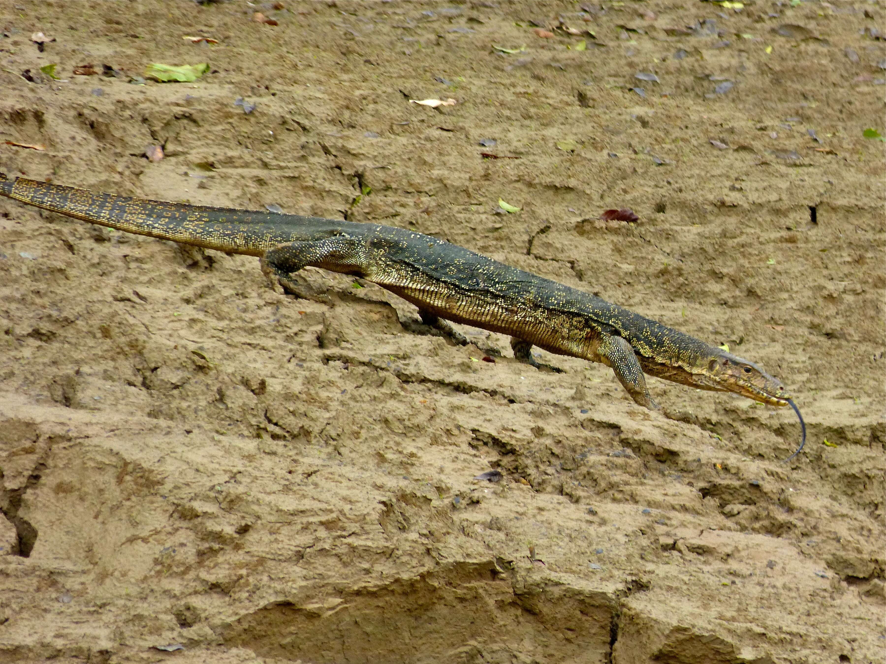 Image of Common Water Monitor
