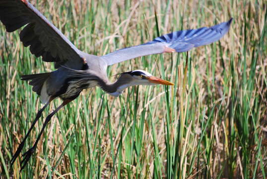 Image of Great Blue Heron