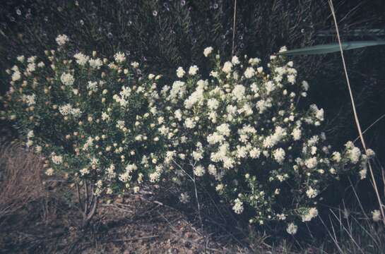 صورة Pimelea brevistyla B. L. Rye