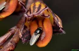 Image of Bulbophyllum limbatum Lindl.