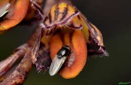 Bulbophyllum limbatum Lindl.的圖片