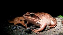 Image of Wood Frog