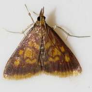 Image of Mint-loving Pyrausta