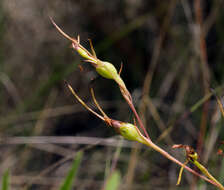 Image de Diuris parvipetala (Dockrill) D. L. Jones & M. A. Clem.