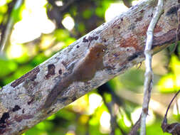 Image of Asian pygmy squirrel