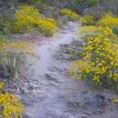 Image of brittlebush