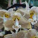 Image of Stanhopea costaricensis Rchb. fil.