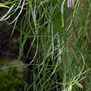 Image de Campanula carnica subsp. carnica
