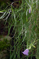 Image of Campanula carnica subsp. carnica