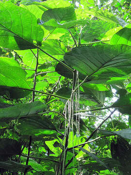 Image of Myriocarpa