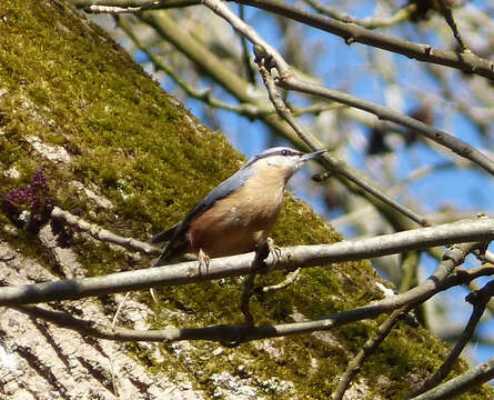 Image of Eurasian Nuthatch