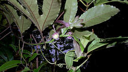 Image de Passiflora cacao Bernacci & M. M. Souza