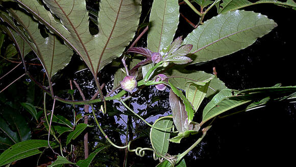 Image of Passiflora cacao Bernacci & M. M. Souza