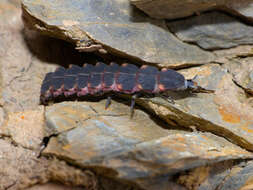 Image of glowworms