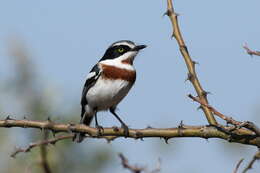 Image of platysteirid birds