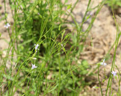 Image of southern rockbell