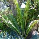 Image of Ituri Forest Cycad