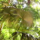 Image of Puerto Rico silver palm