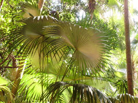 Image of Puerto Rico silver palm